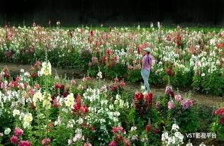 爆料半亩花田视频大全最新,视频大全中的护肤秘籍大公开