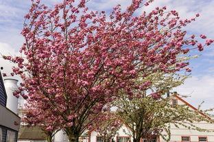 樱花岛吃瓜网,揭秘娱乐圈最新热点，带你畅游八卦海洋