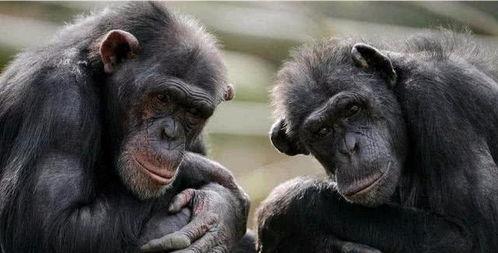 女人吃瓜变成黑猩猩,揭秘女性神秘变身之谜